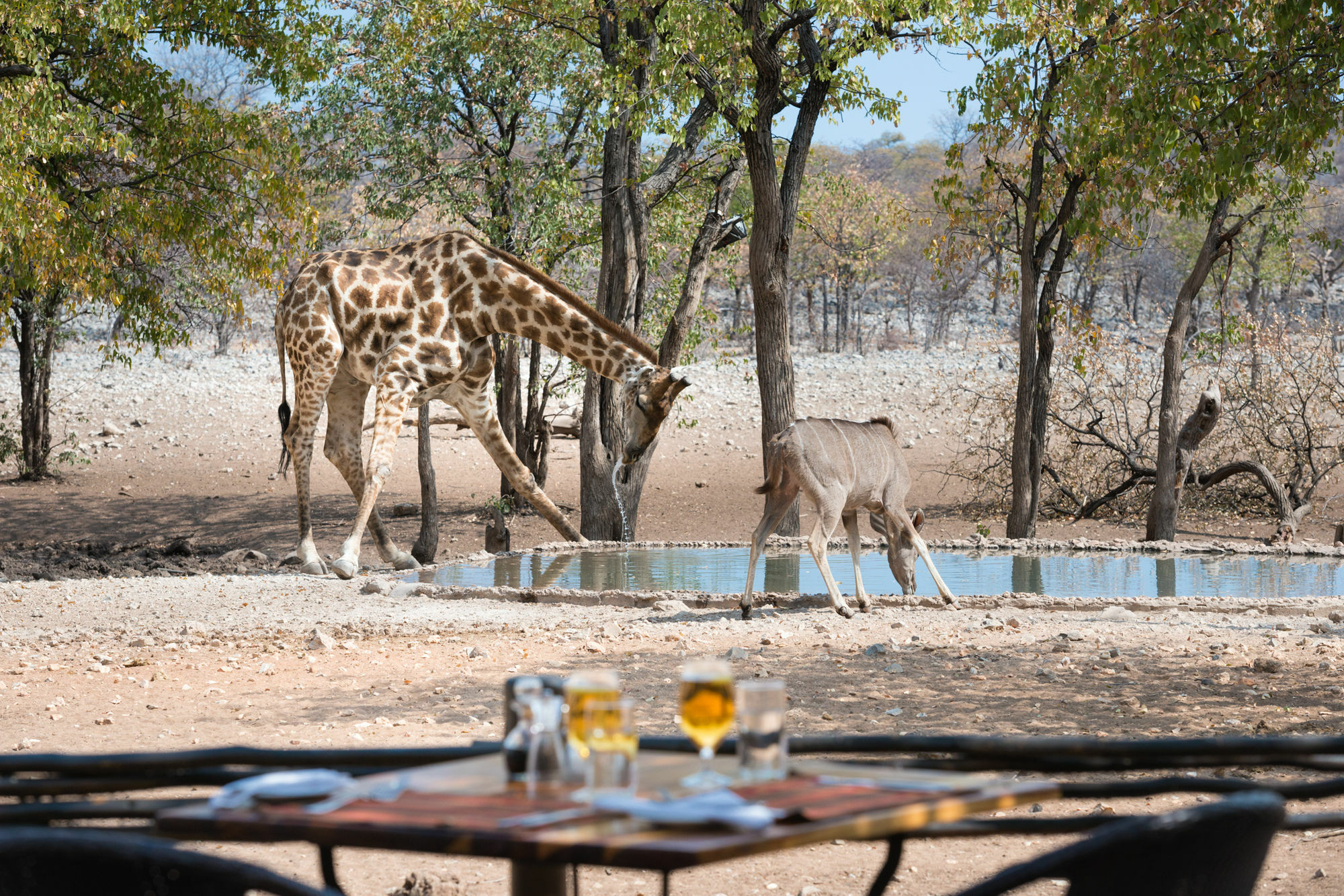 Ongava Tented Camp - All-Inclusive โอเคาเควโย ภายนอก รูปภาพ